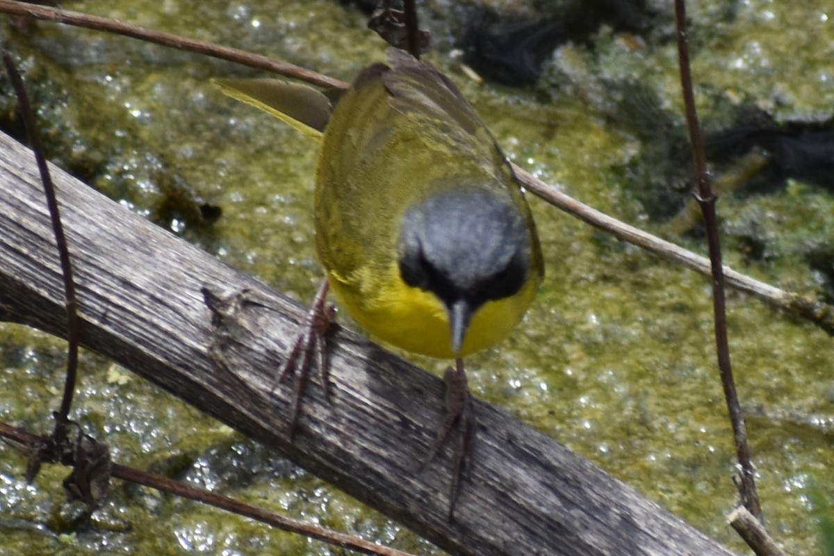 Southern Yellowthroat - ML646610078
