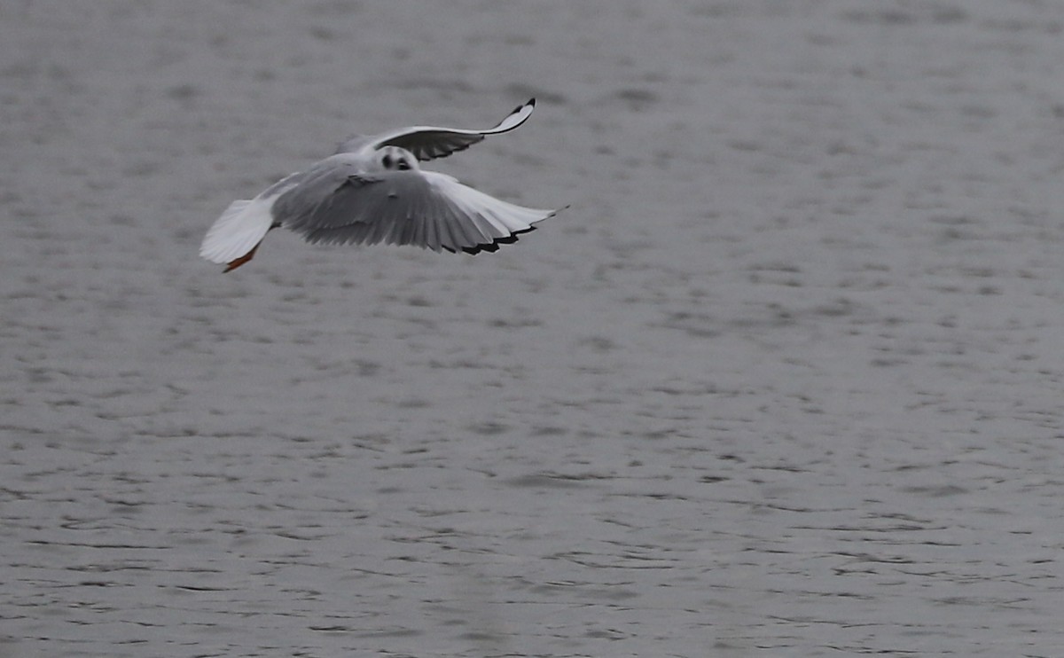 Bonaparte's Gull - ML646610079