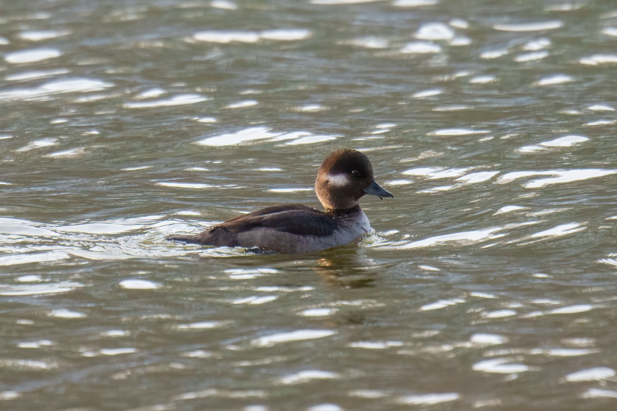 Bufflehead - ML646610080