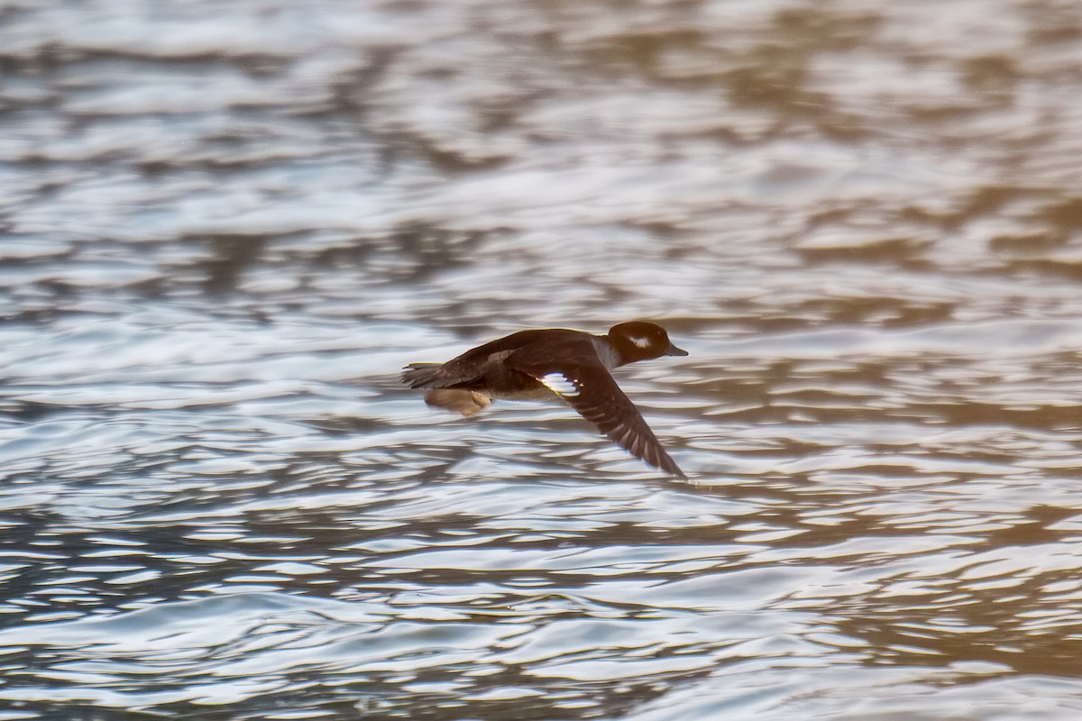 Bufflehead - ML646610081