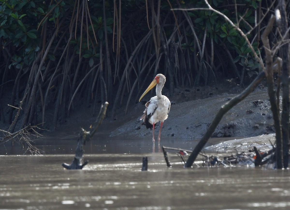 Yellow-billed Stork - ML646610083