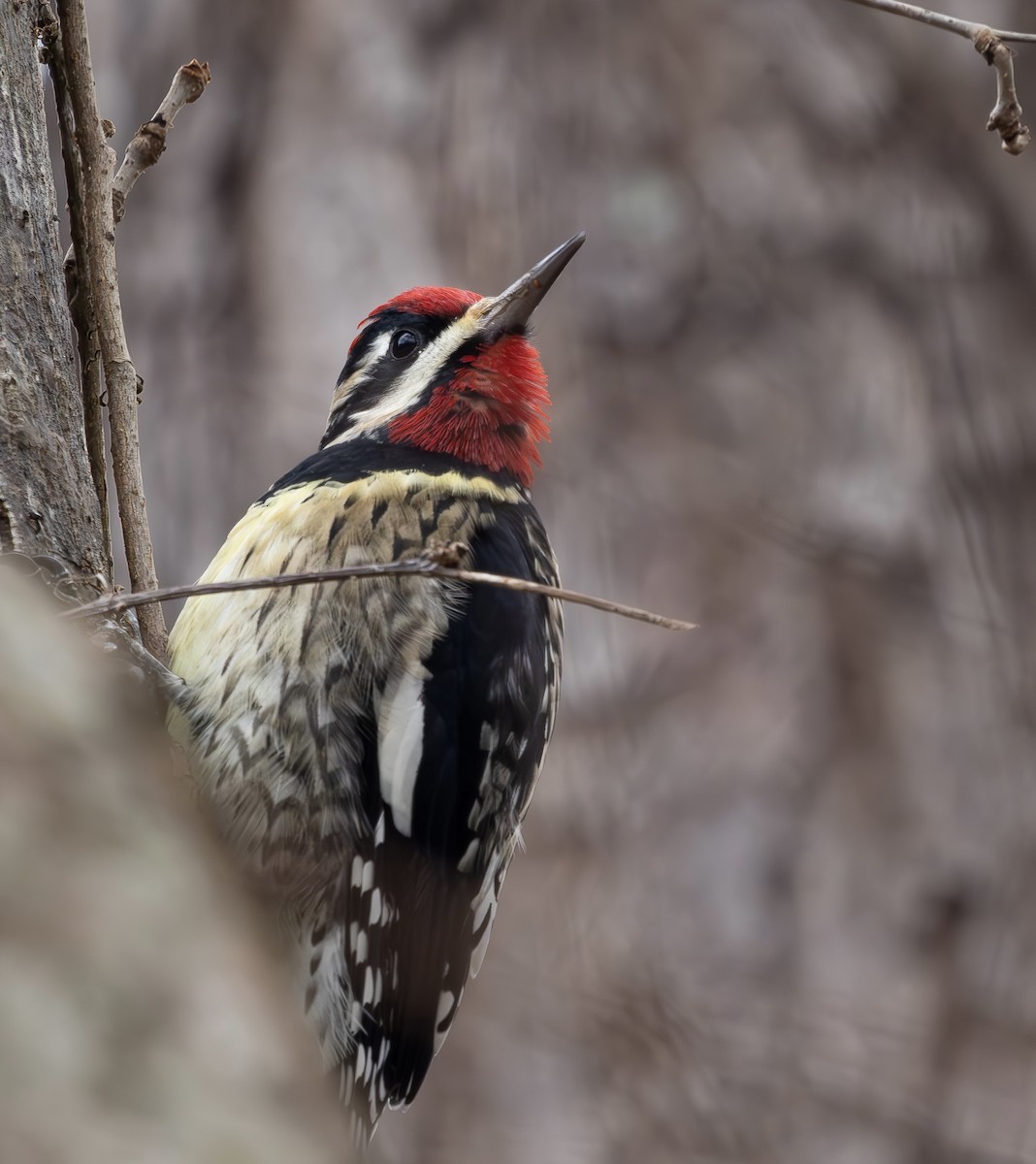 Yellow-bellied Sapsucker - ML646610085