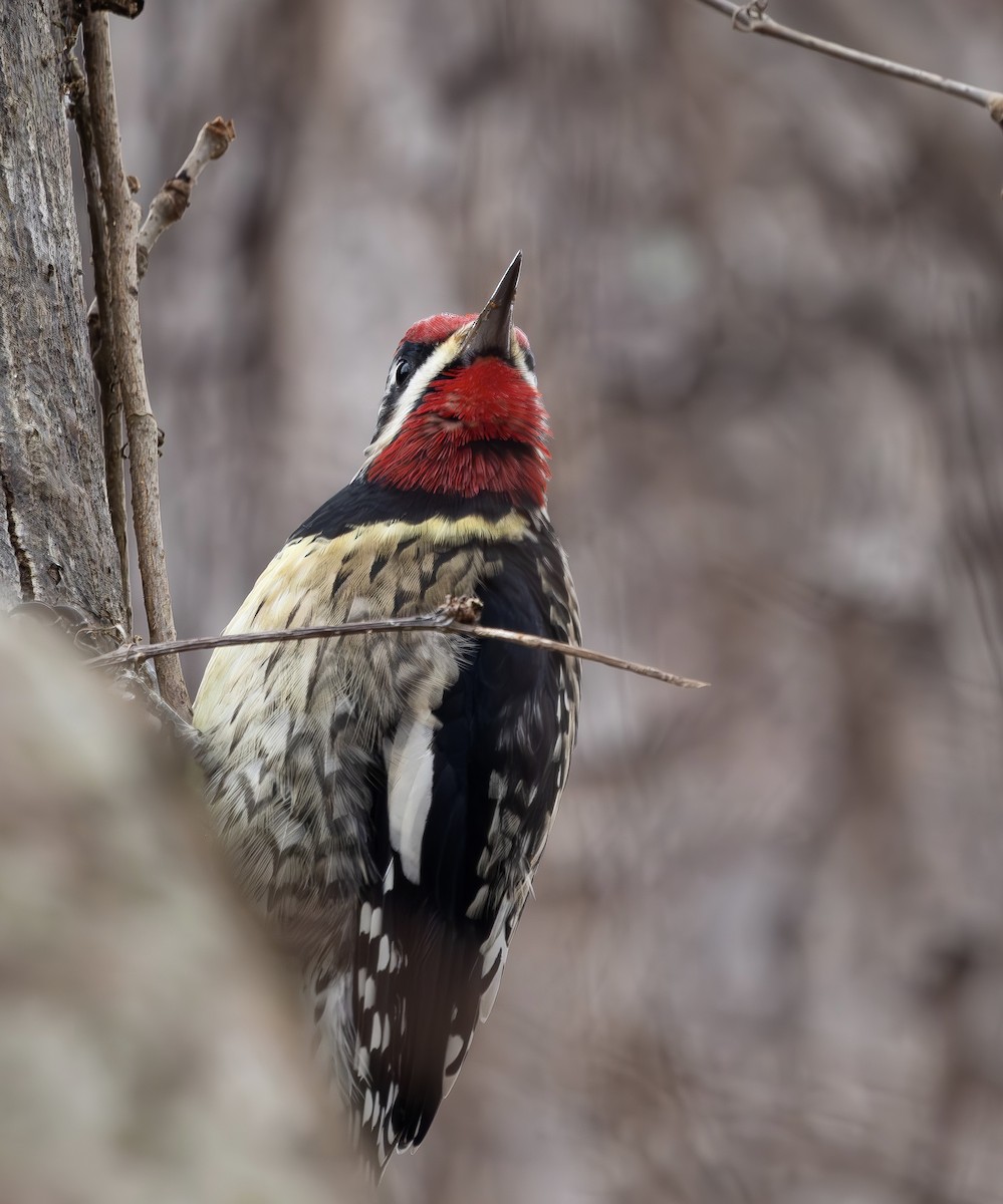 Yellow-bellied Sapsucker - ML646610086