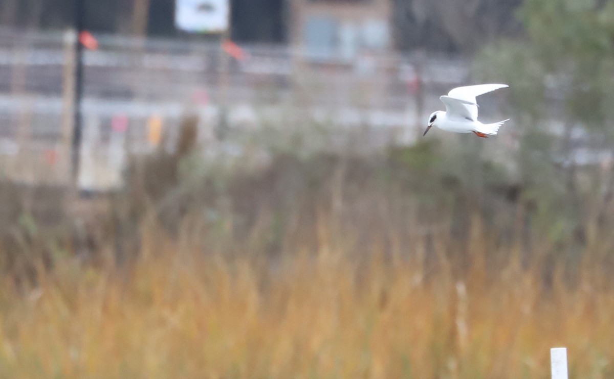 Forster's Tern - ML646610087