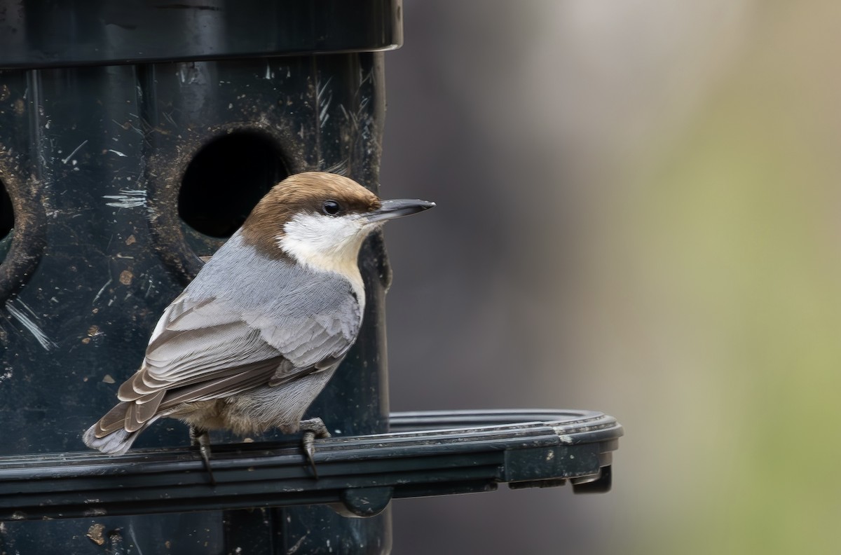 Sittelle à tête brune - ML646610088