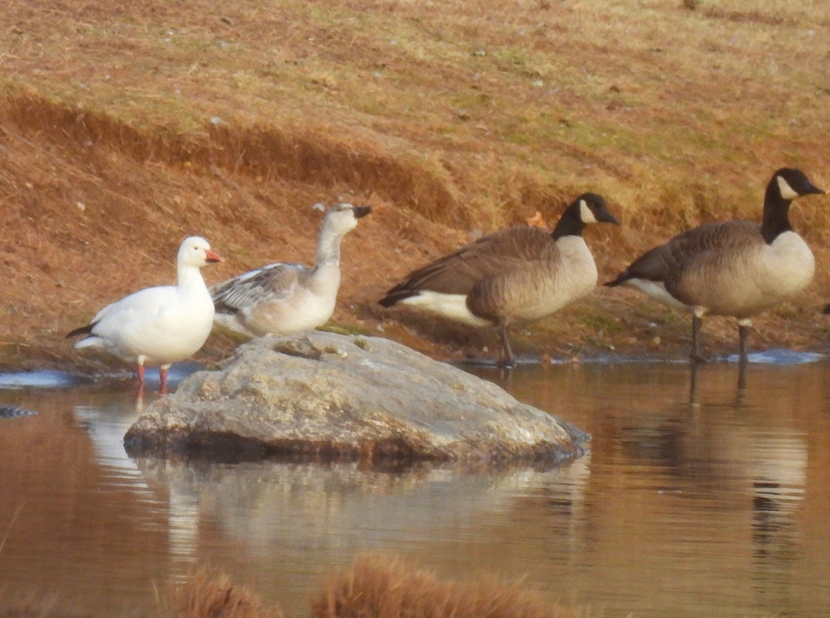 Oca delle nevi - ML646610089