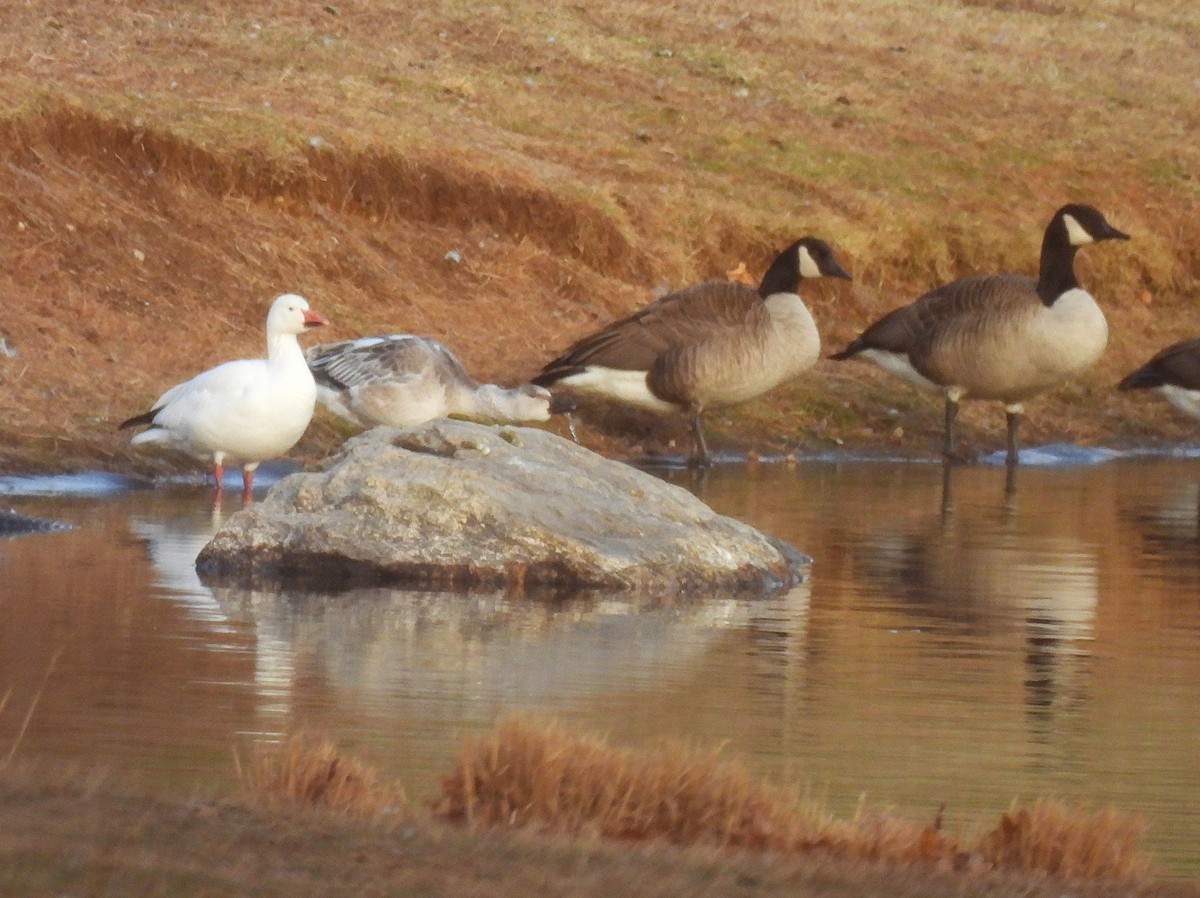Oca delle nevi - ML646610090