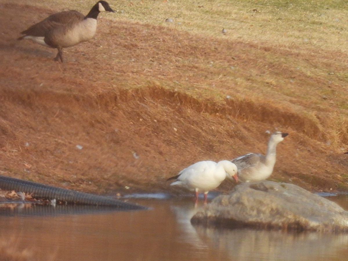 Oca delle nevi - ML646610091