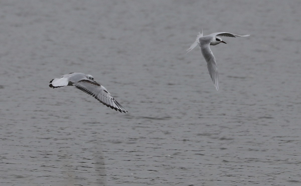 Forster's Tern - ML646610094