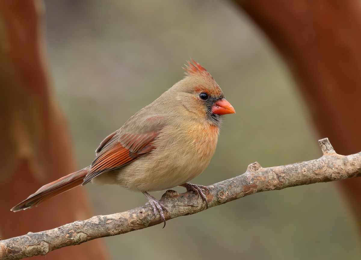 קרדינל צפוני - ML646610095