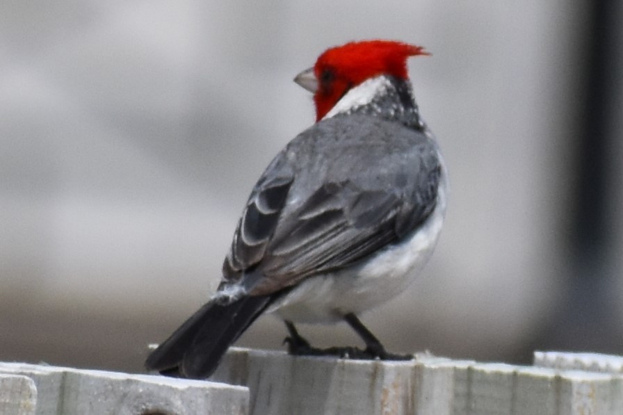 Red-crested Cardinal - ML646610096