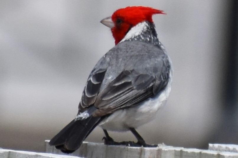 Red-crested Cardinal - ML646610097