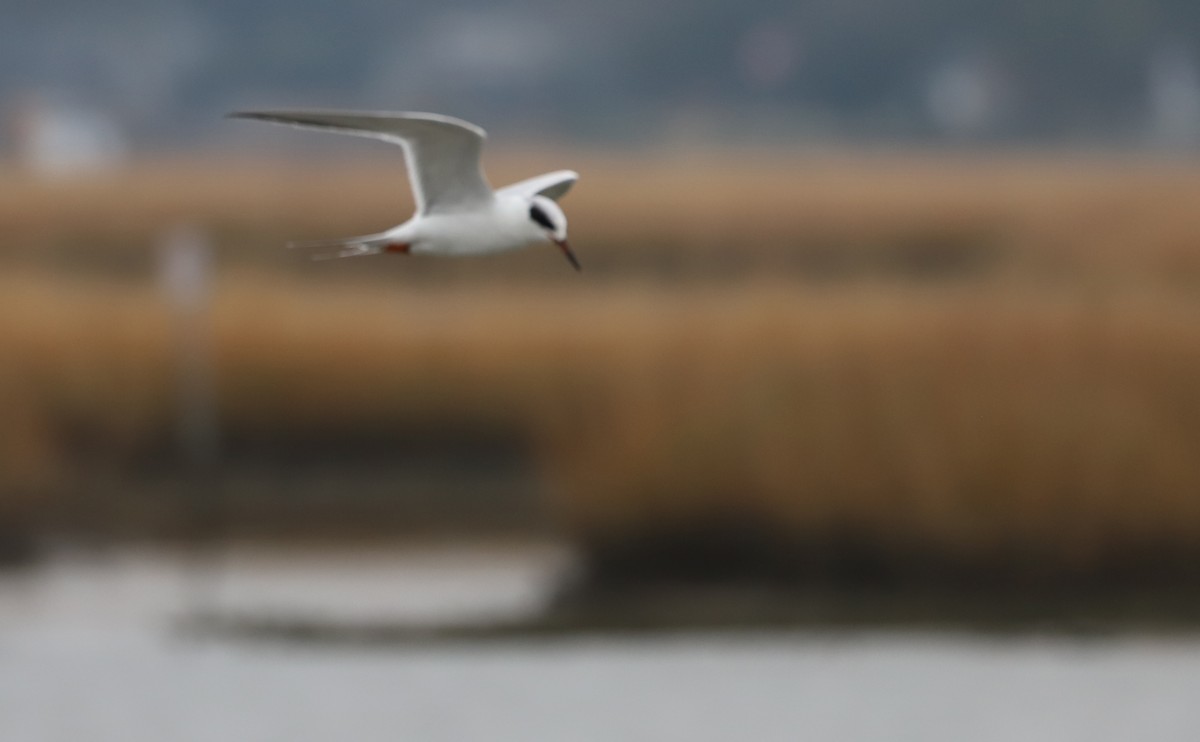 Forster's Tern - ML646610098