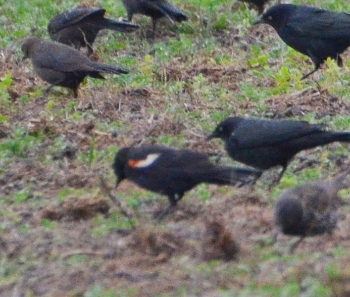 Tricolored Blackbird - ML646610099