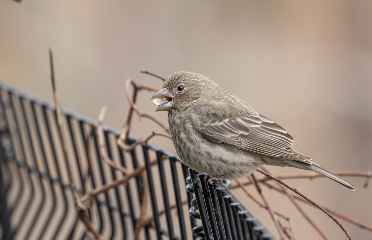 House Finch - ML646610101