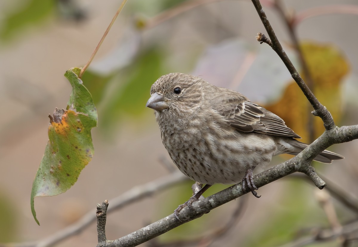 House Finch - ML646610102