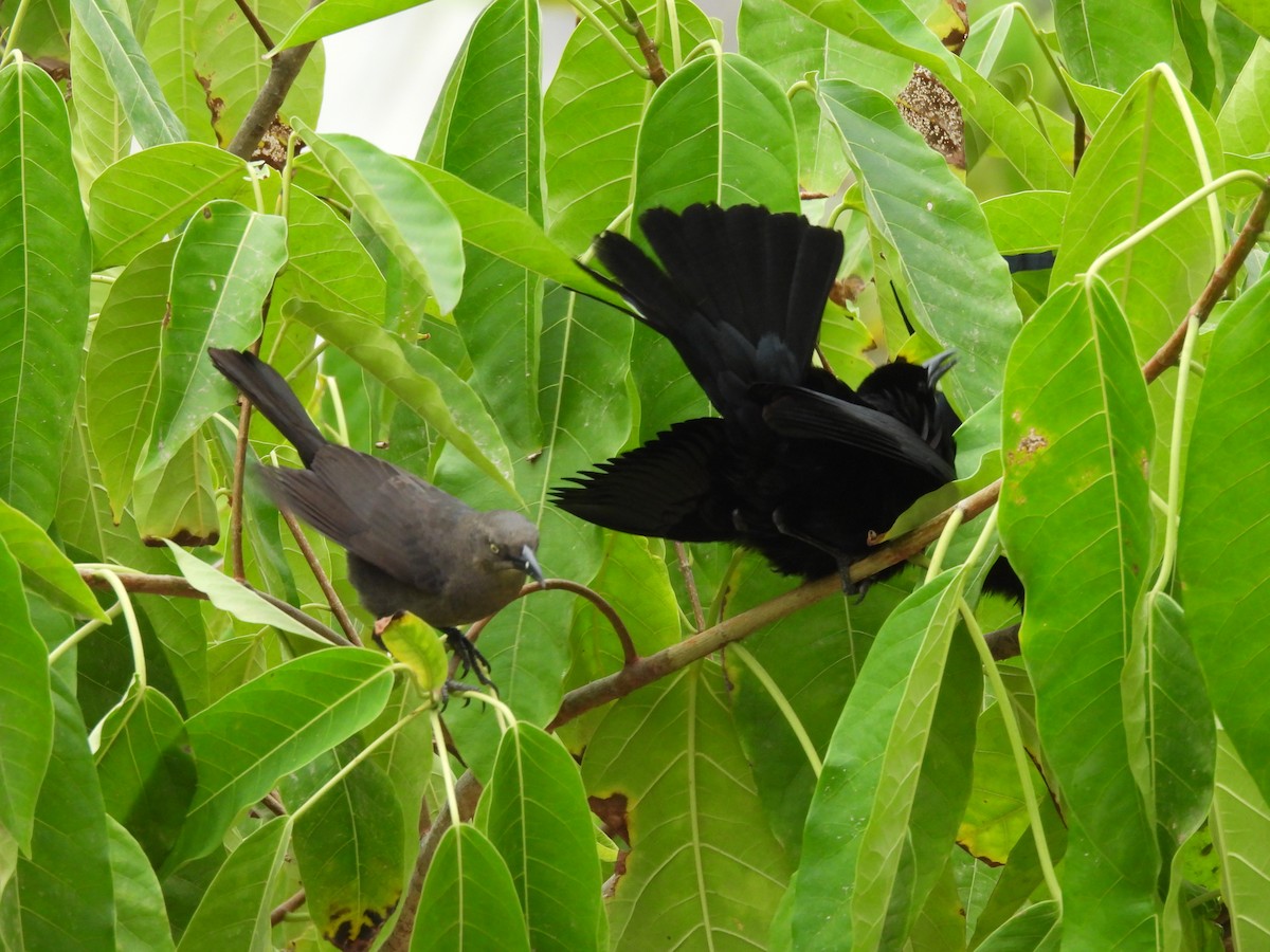 Carib Grackle - ML646610103