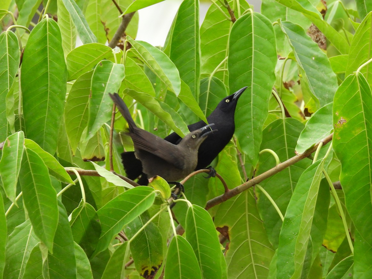 Carib Grackle - ML646610104