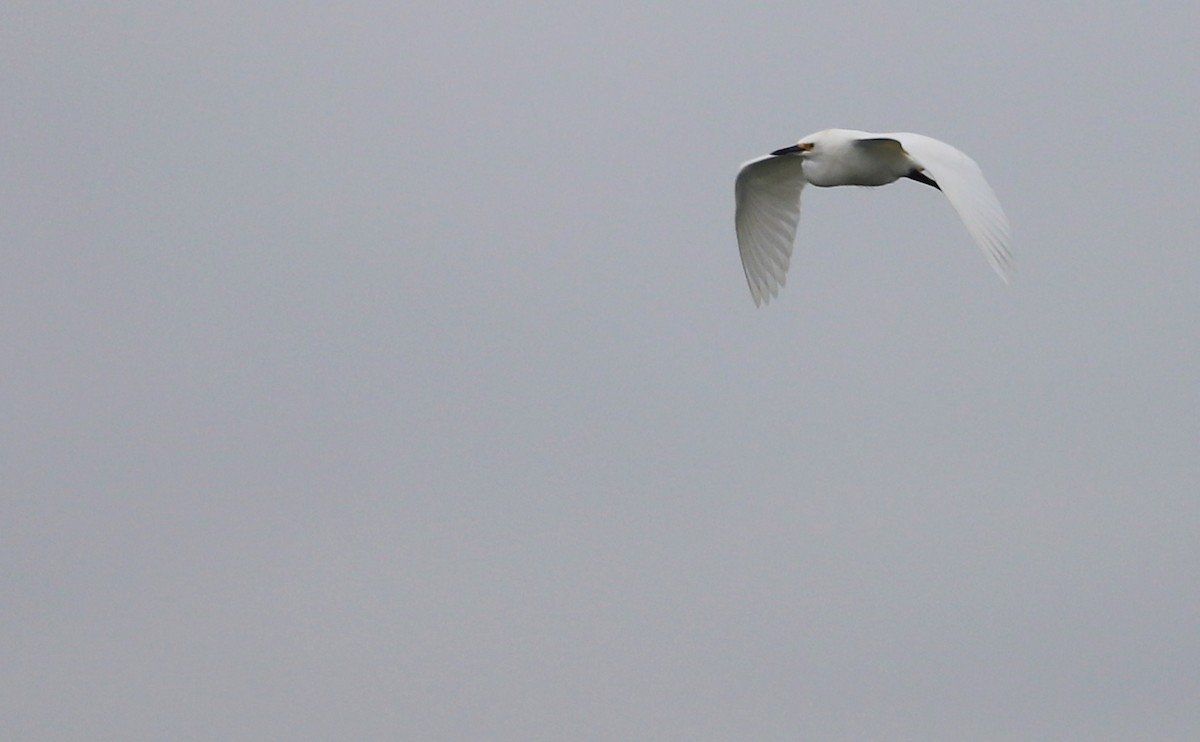 Snowy Egret - ML646610105