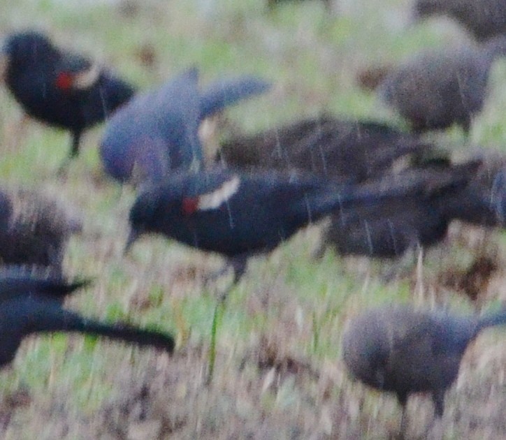 Tricolored Blackbird - ML646610106