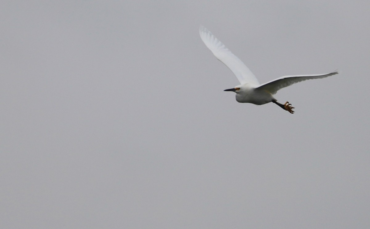 Snowy Egret - ML646610108