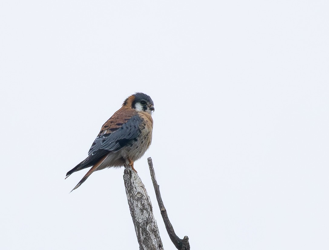 American Kestrel - ML646610109