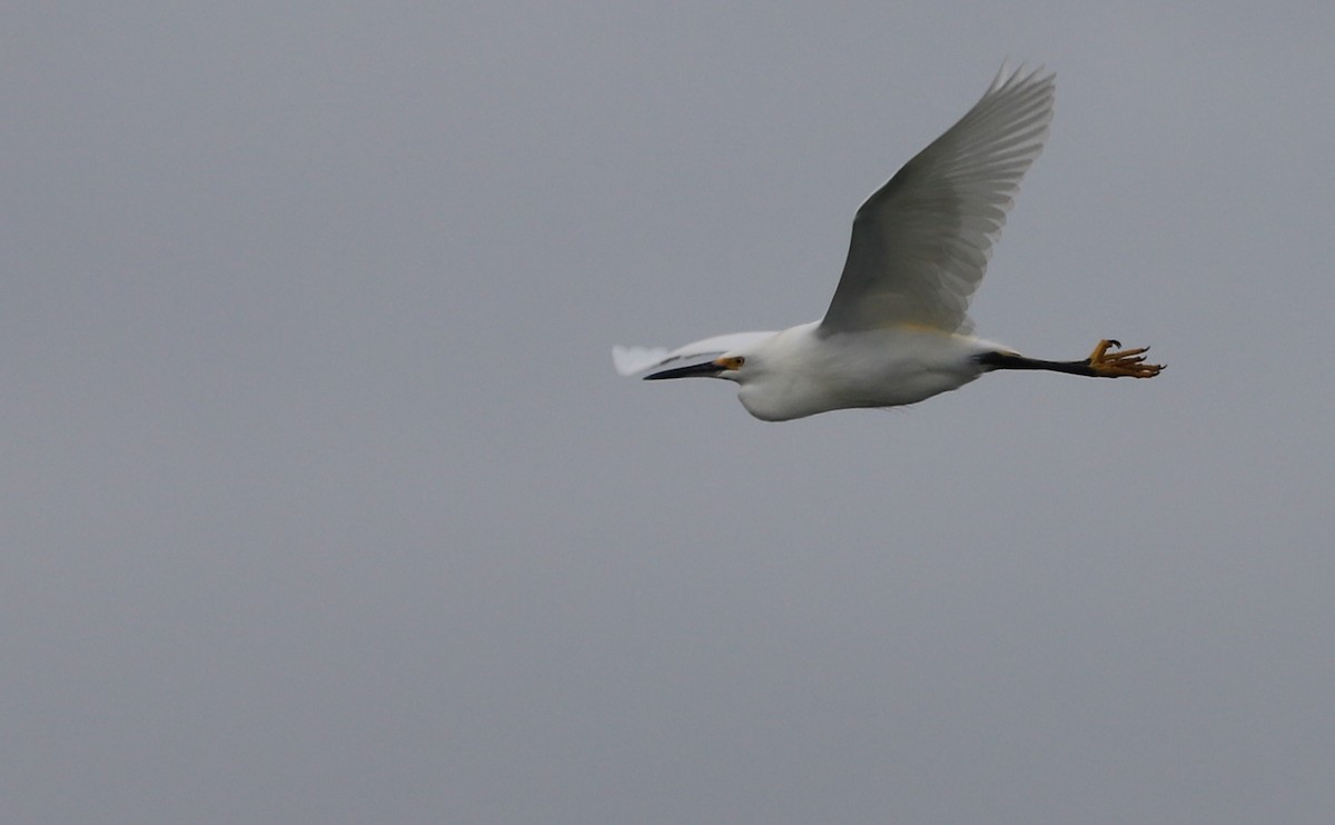 Snowy Egret - ML646610110