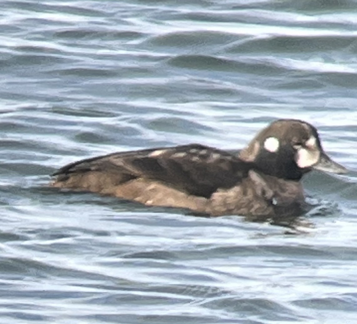 Harlequin Duck - ML646610112