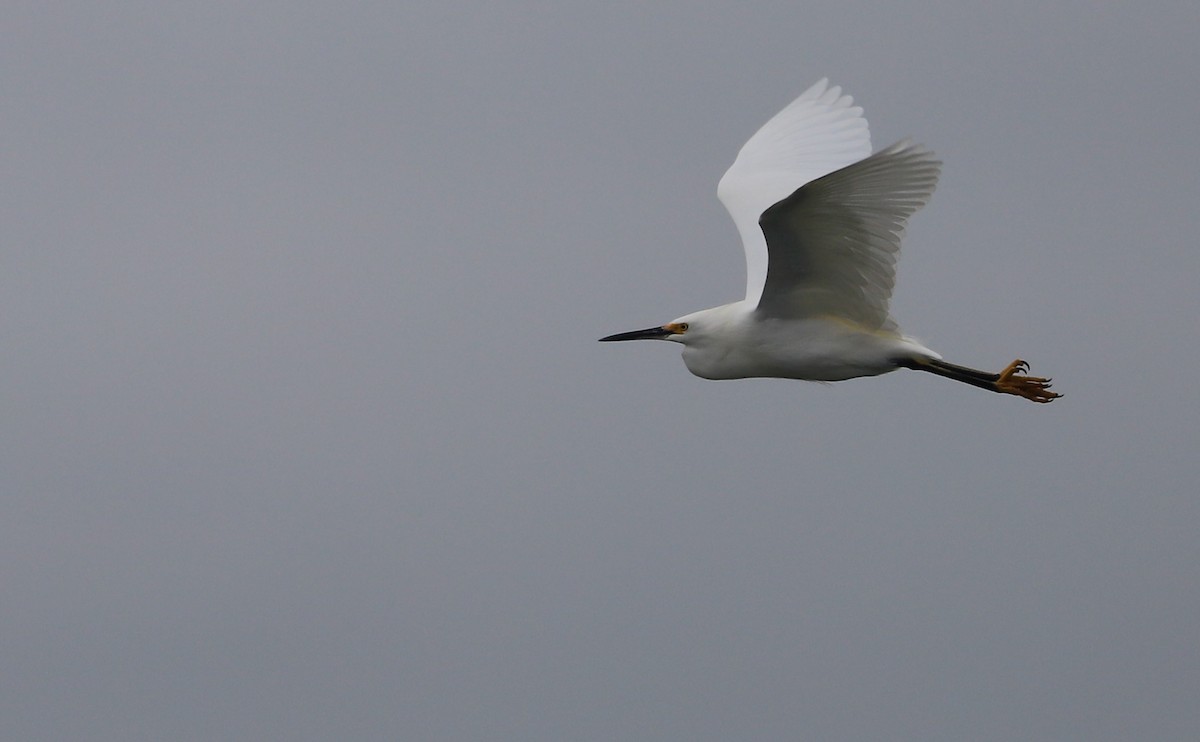 Snowy Egret - ML646610113