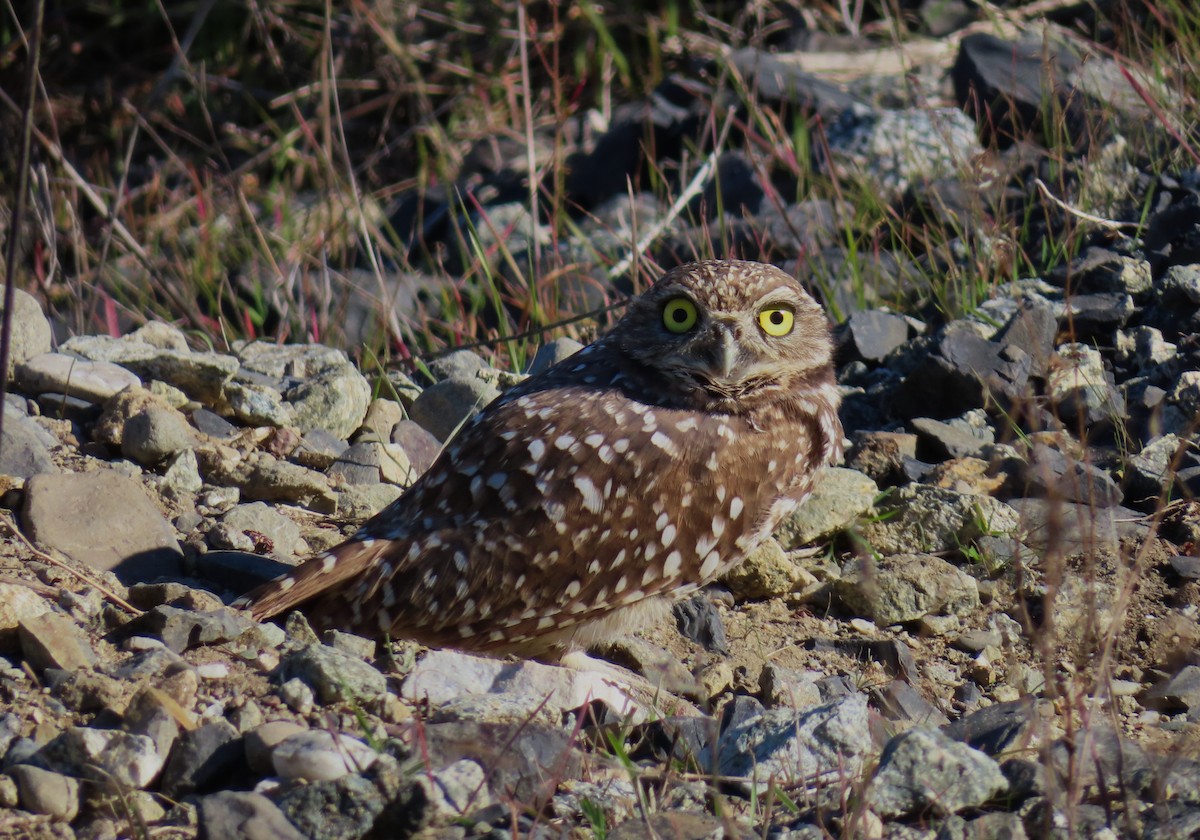 Burrowing Owl - ML646610114