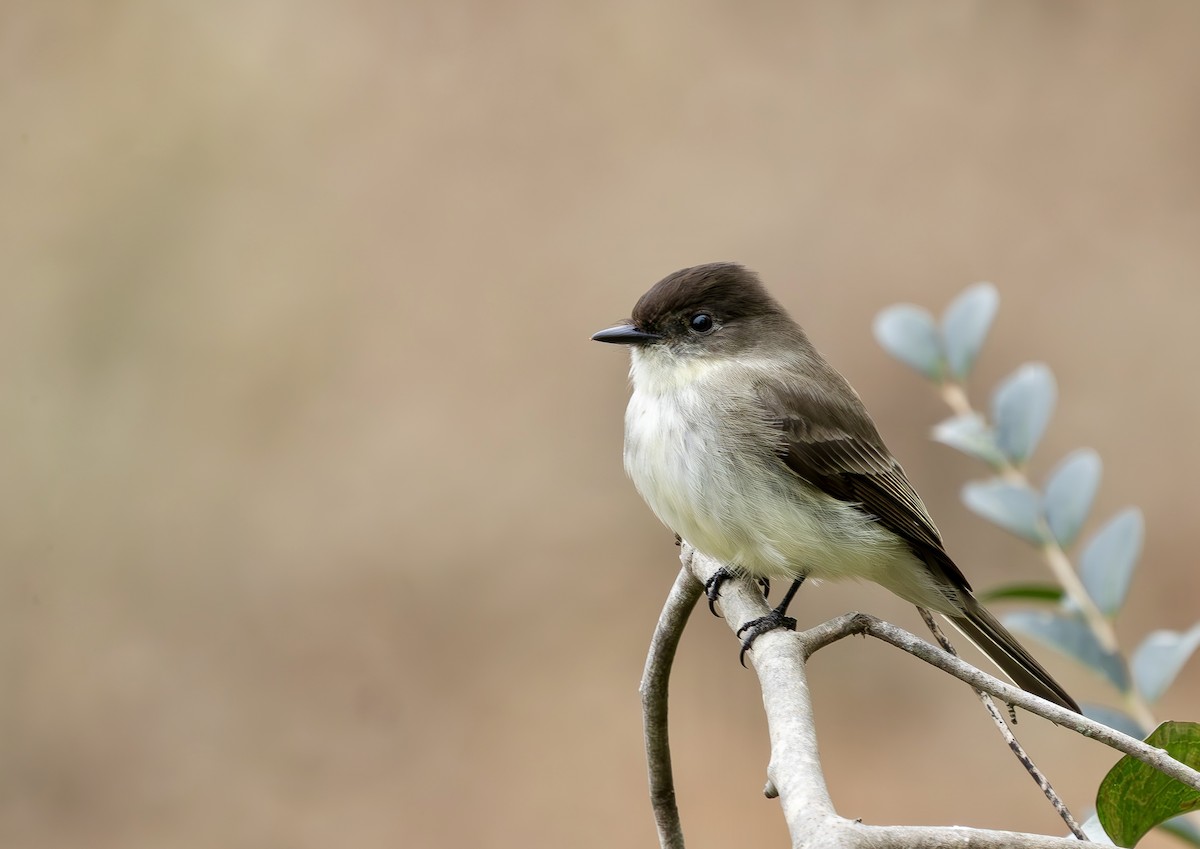 Eastern Phoebe - ML646610115