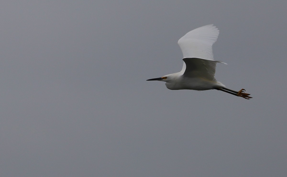 Snowy Egret - ML646610116