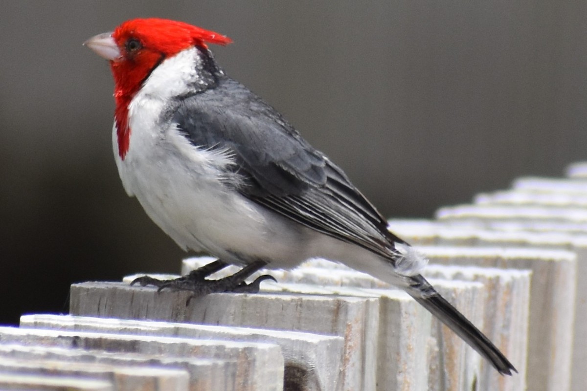 Red-crested Cardinal - ML646610121
