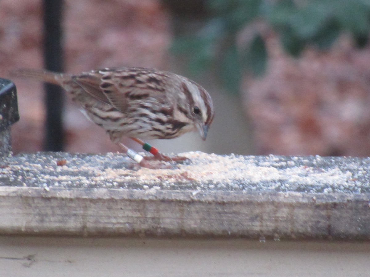 Song Sparrow - ML646610123