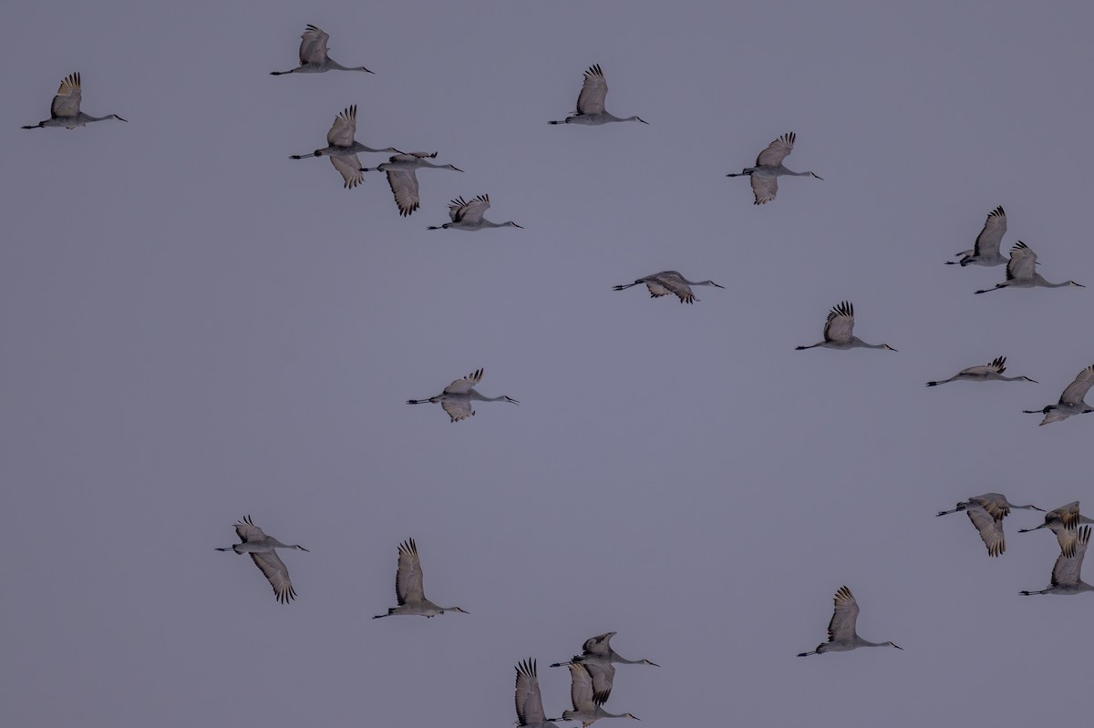 Sandhill Crane - ML646610124