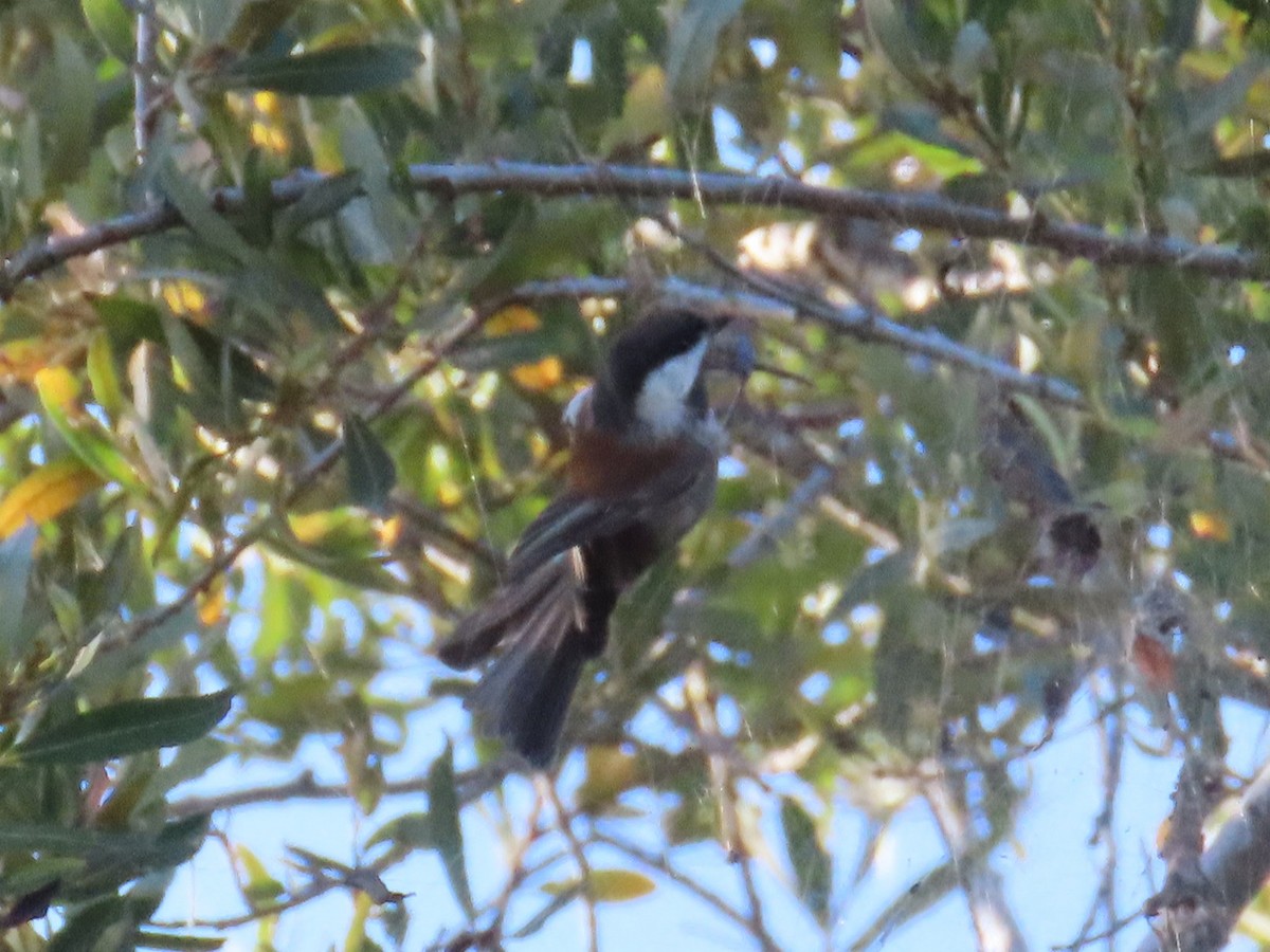 Chestnut-backed Chickadee - ML646610125