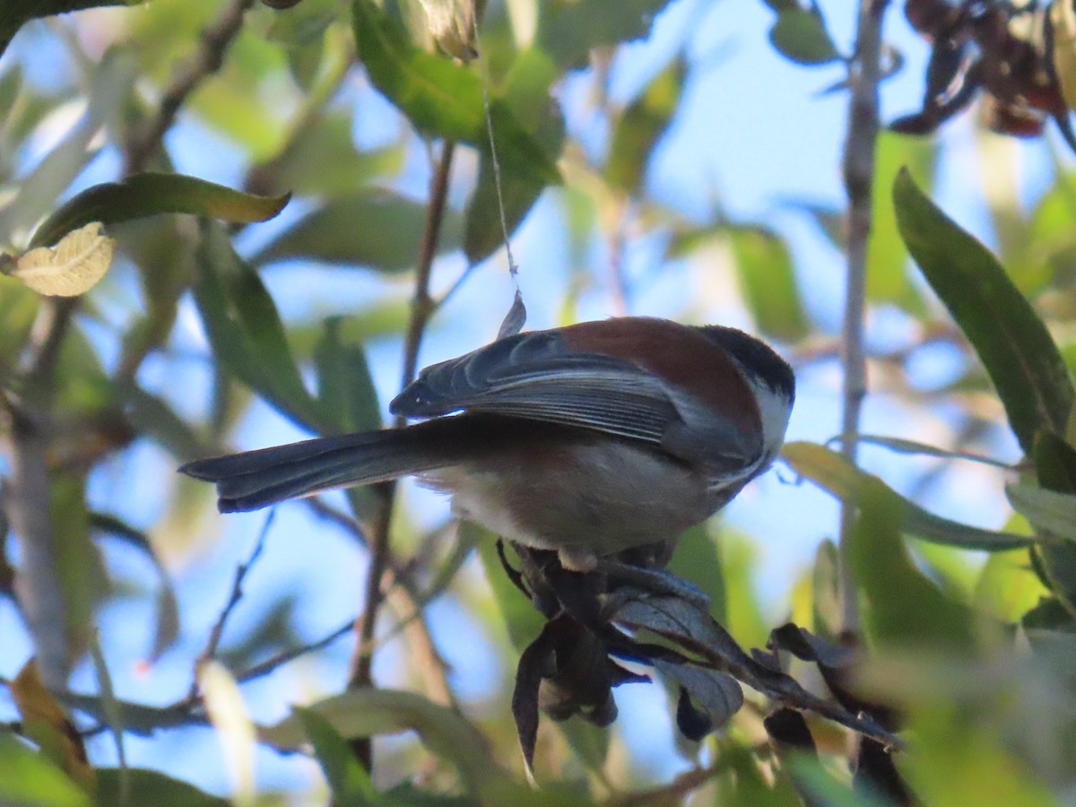 Chestnut-backed Chickadee - ML646610126