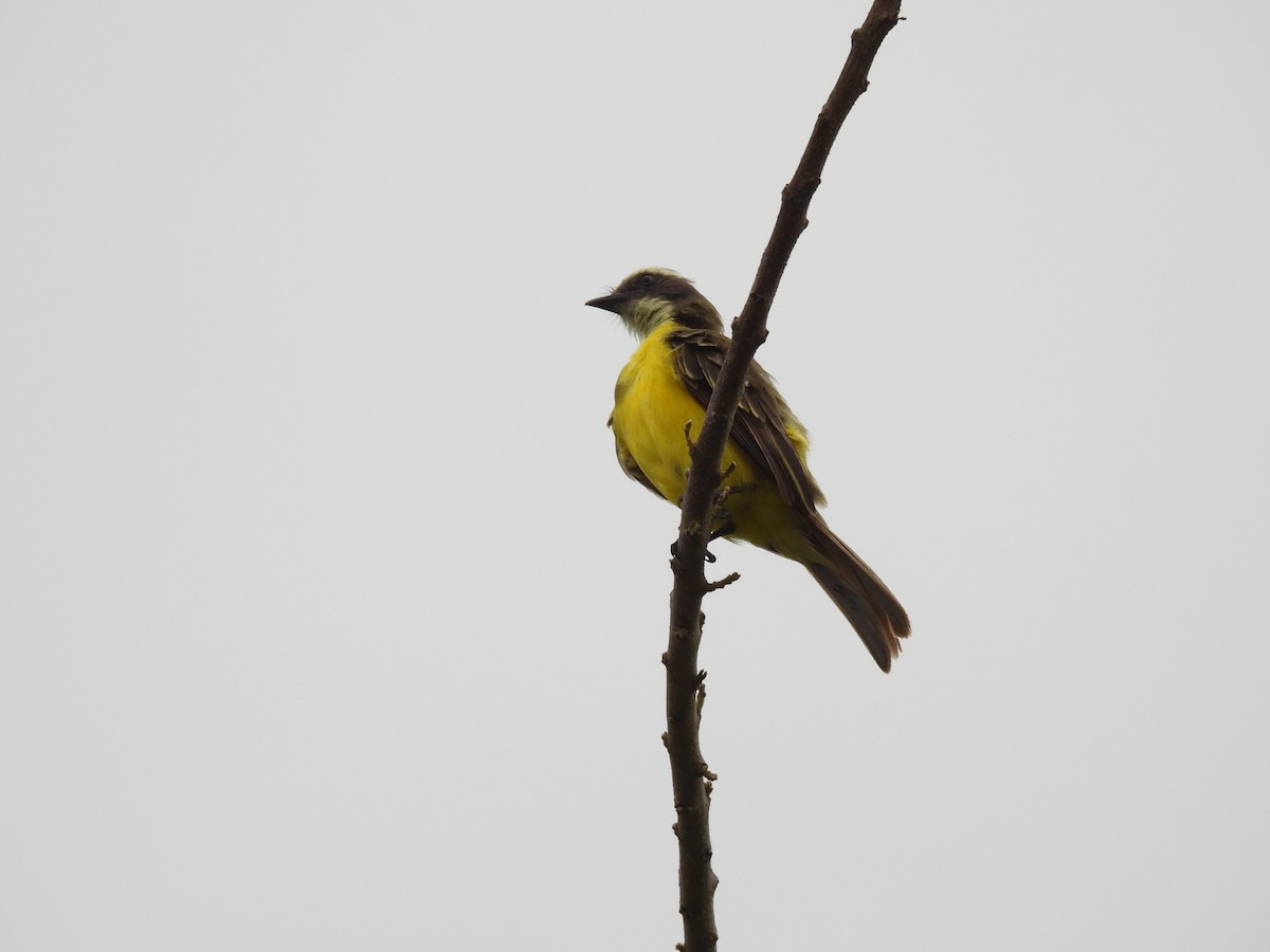 Social Flycatcher - ML646610127