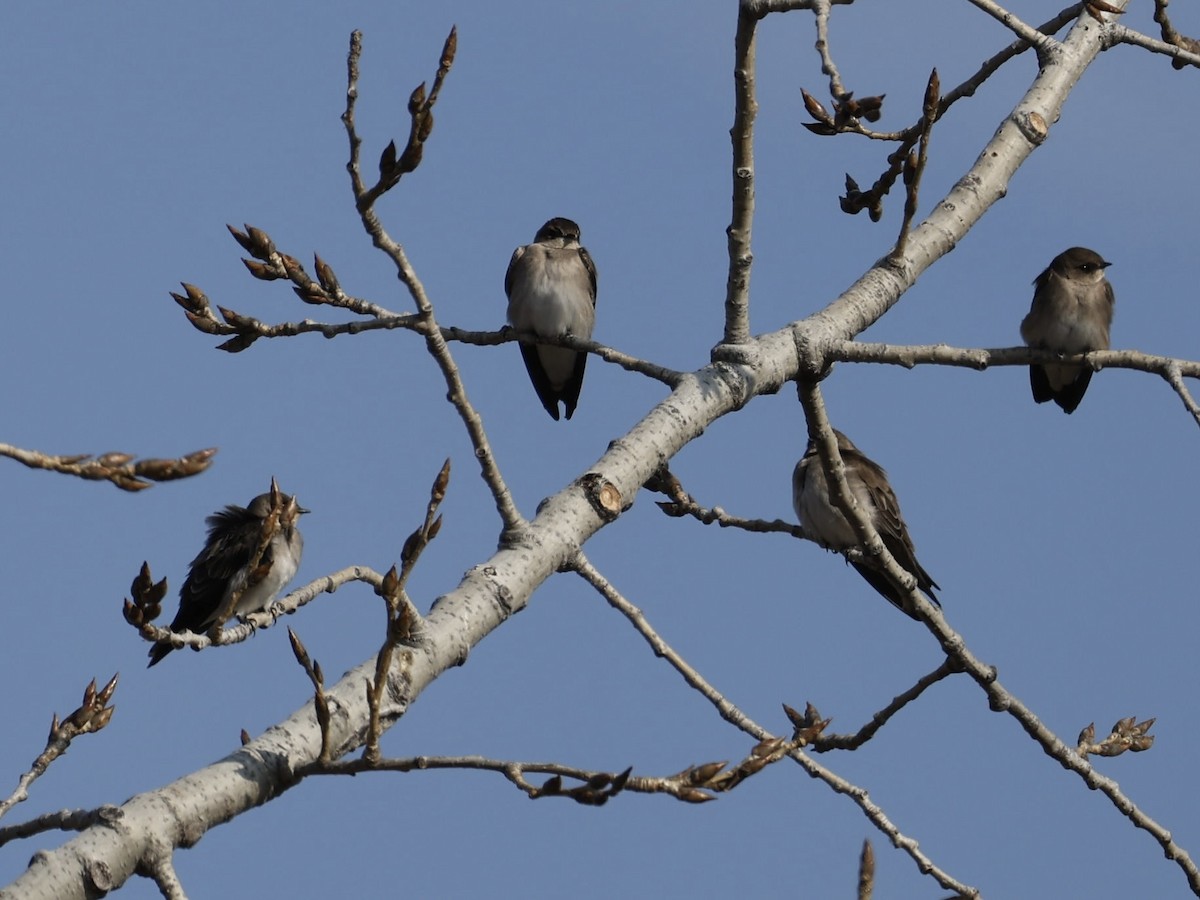 vlaštovka šedohnědá - ML646610130