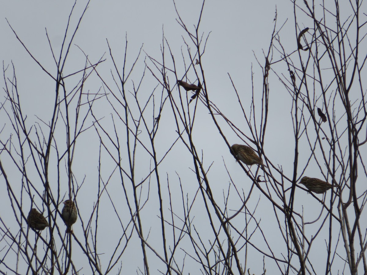 Savannah Sparrow - ML646610133