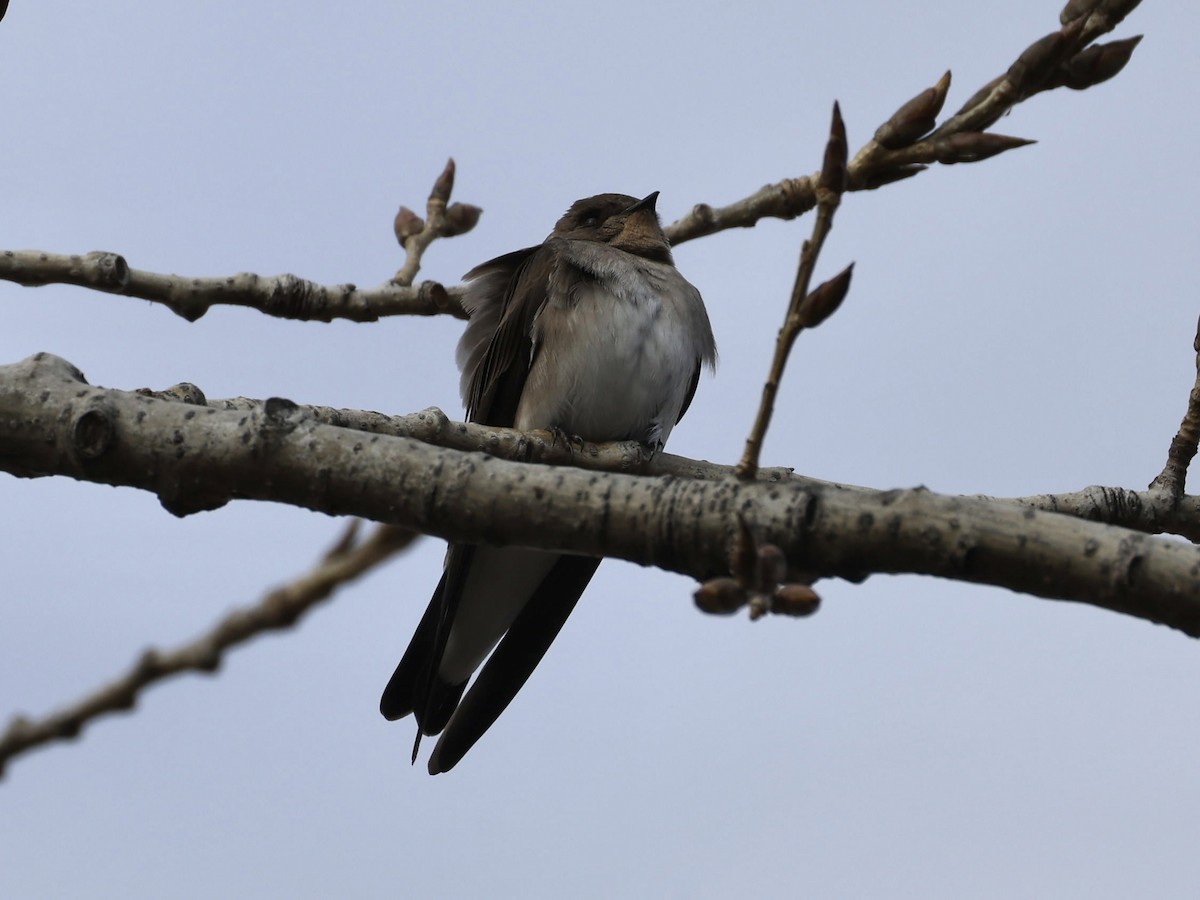 vlaštovka šedohnědá - ML646610134