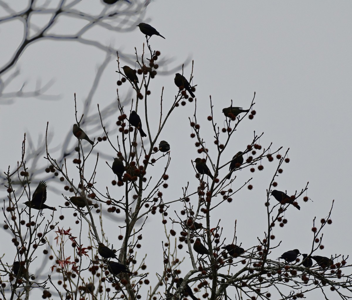 Трупіалець північний - ML646610135