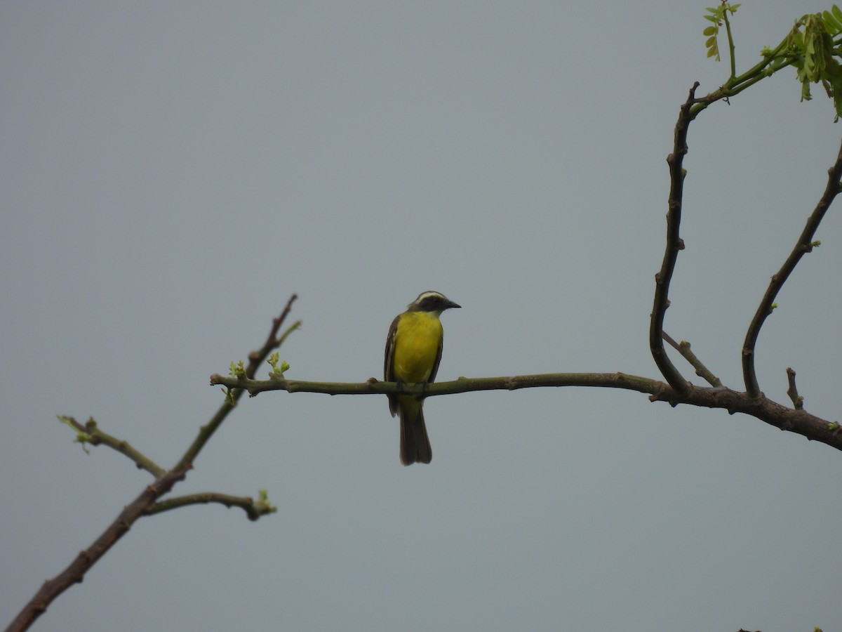 Social Flycatcher - ML646610145