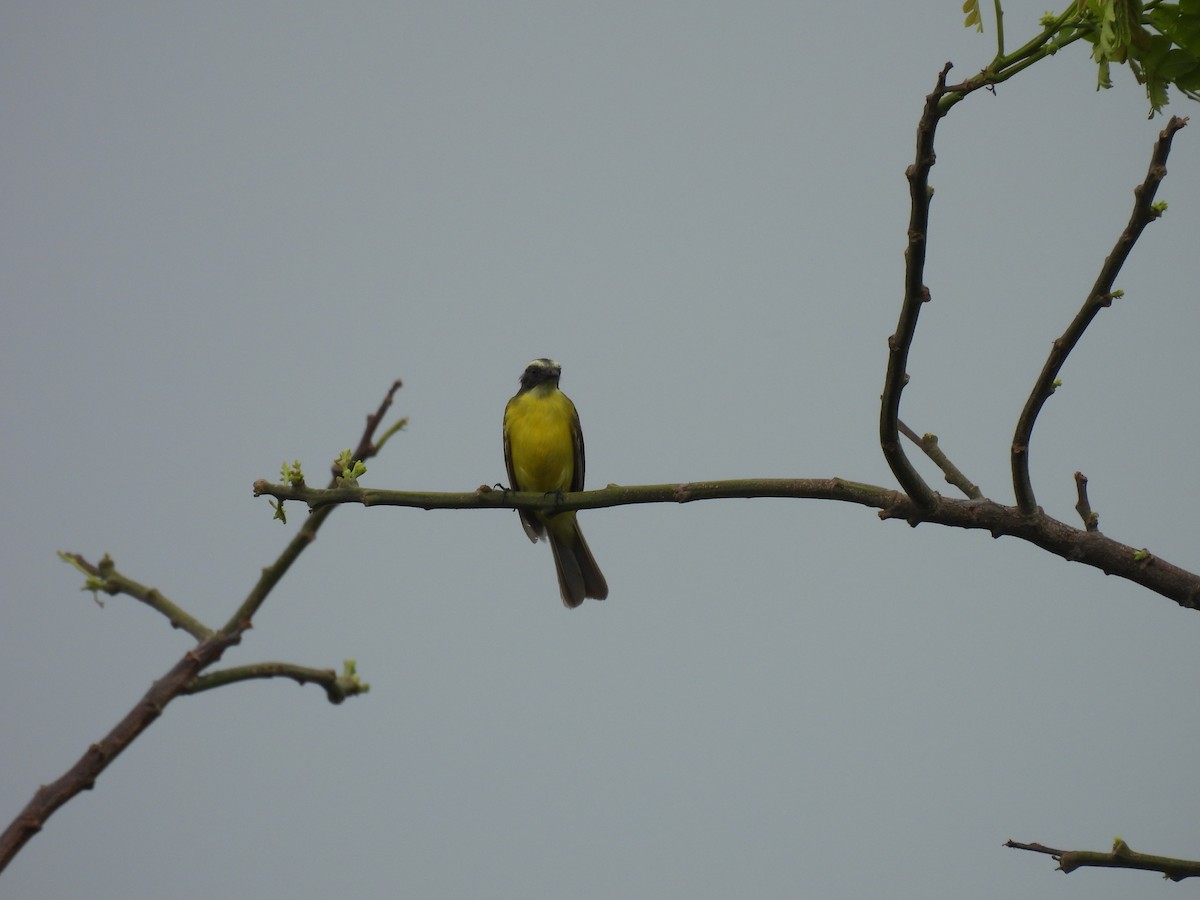 Social Flycatcher - ML646610146