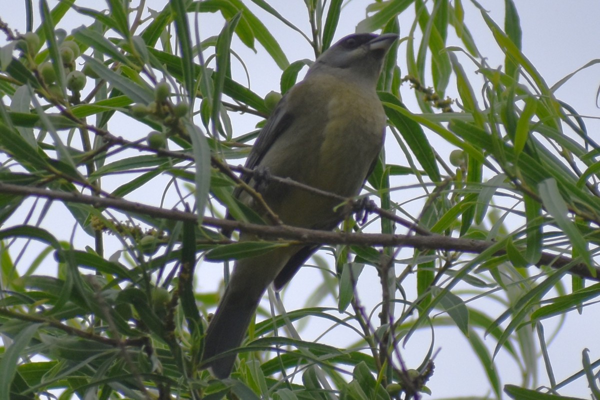 Blue-and-yellow Tanager - ML646610150