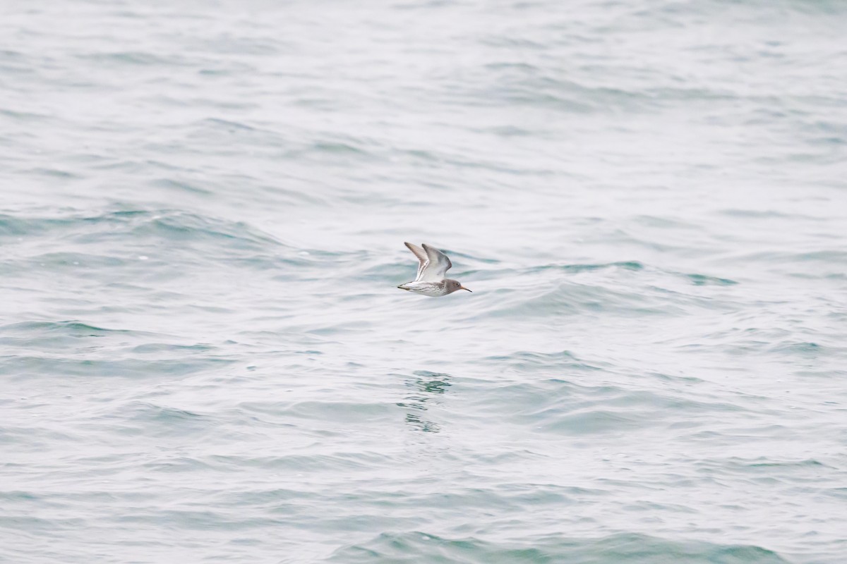 Purple Sandpiper - ML646610151