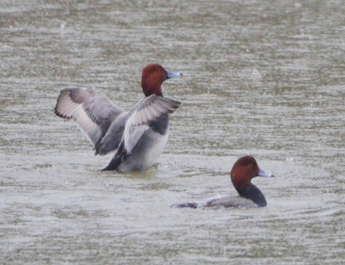 polák americký - ML646610156