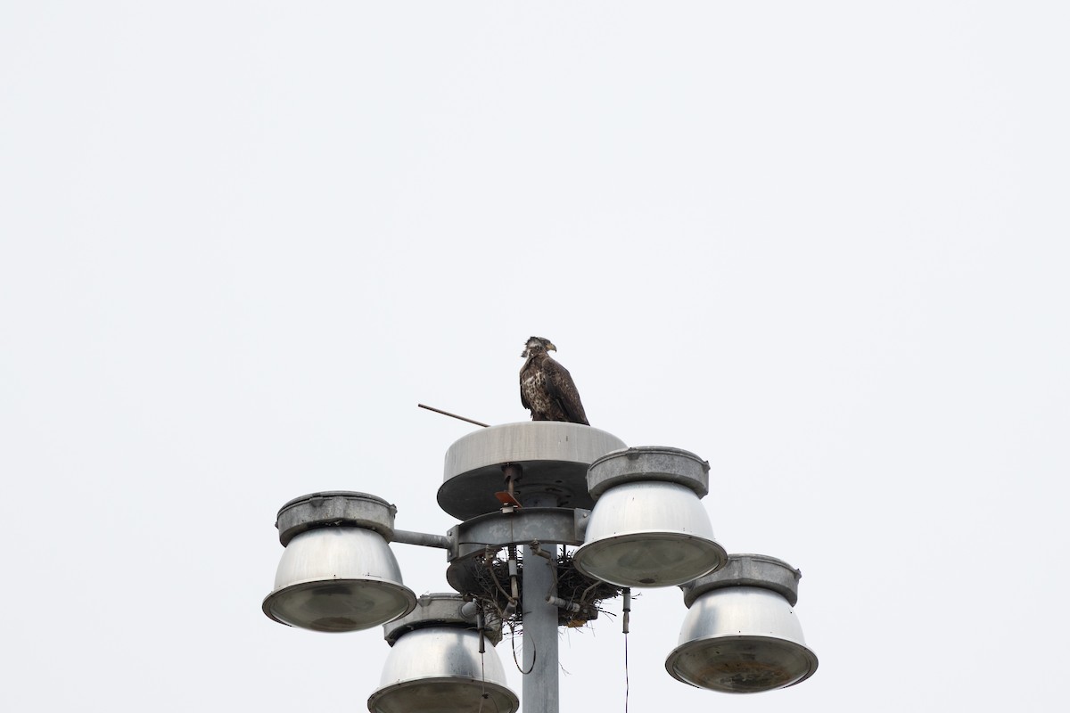 Pigargo Americano - ML646610157