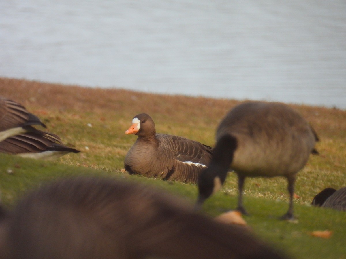 Oca lombardella - ML646610158