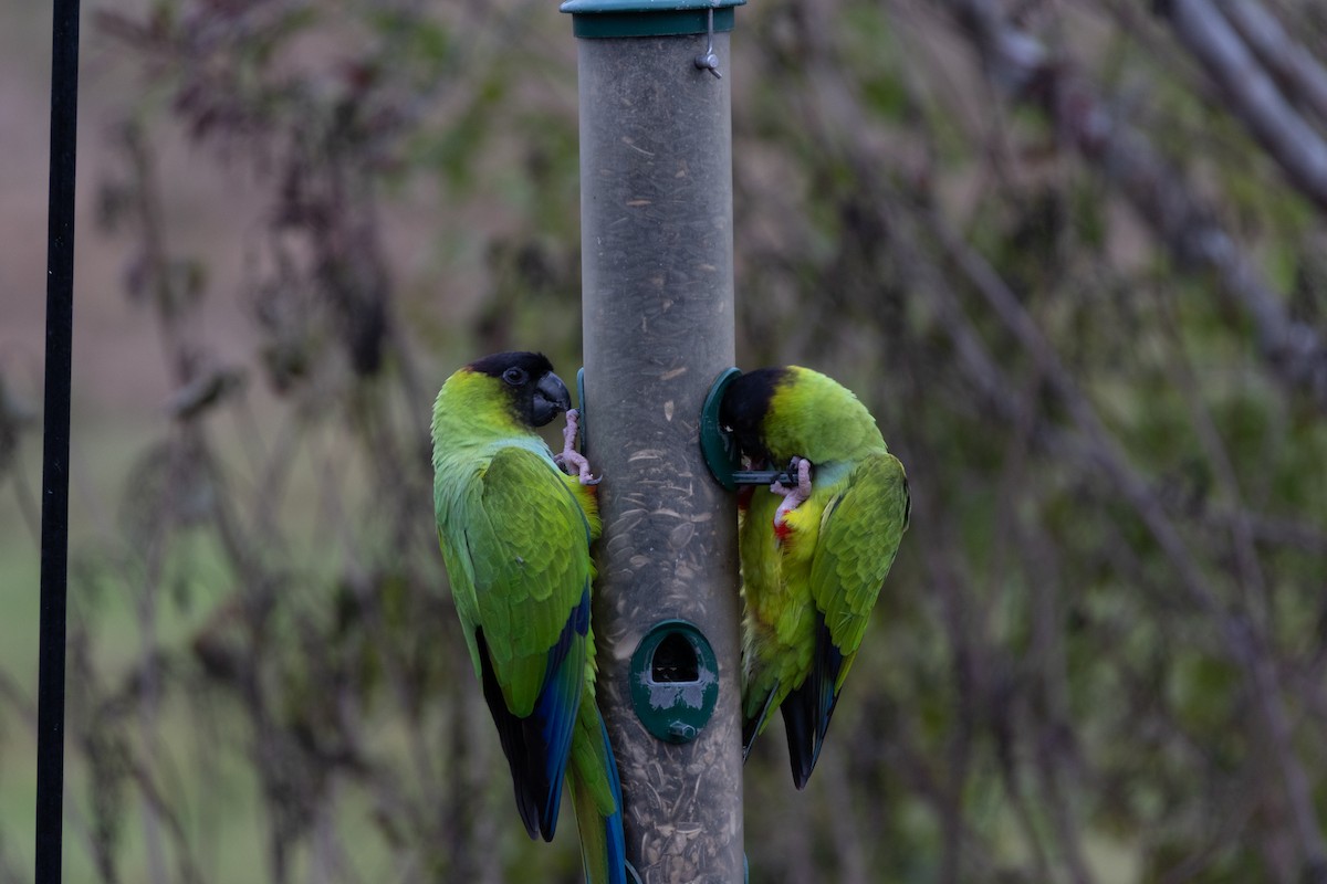 Nandaysittich - ML646610159